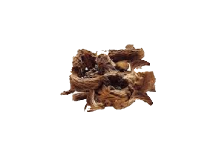 Manjistha