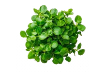Camphor