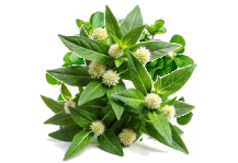 incre7img